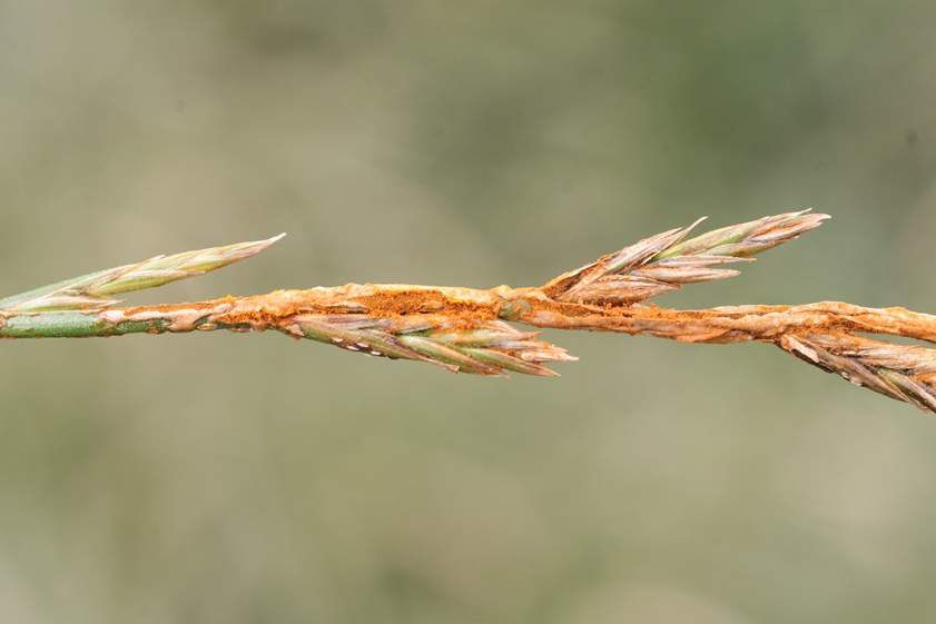 Stem Rust - Ryegrass